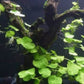 Brazilian Pennywort - Hydrocotyle leucocephala Live Aquarium Plants