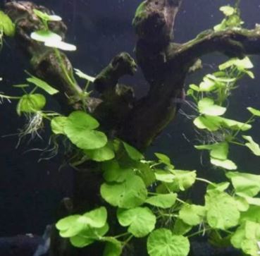Brazilian Pennywort - Hydrocotyle leucocephala Live Aquarium Plants