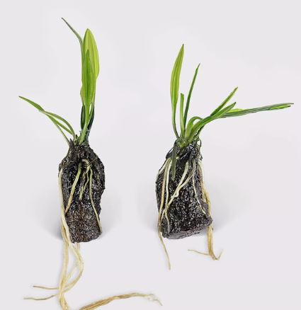 APONOGETON LONGIPLUMULOSUS 1 BULB Live Bulb         
