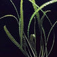 APONOGETON LONGIPLUMULOSUS 1 BULB Live Bulb         