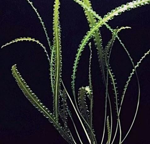 APONOGETON LONGIPLUMULOSUS 1 BULB Live Bulb         
