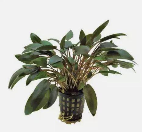 Cryptocoryne Wendtii brown