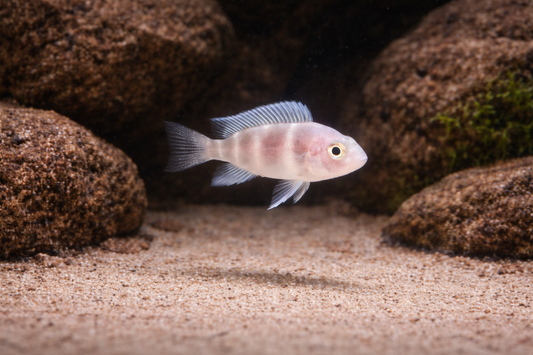 Frontosa Blue Zaire 1” inches