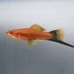 Red Swordtail