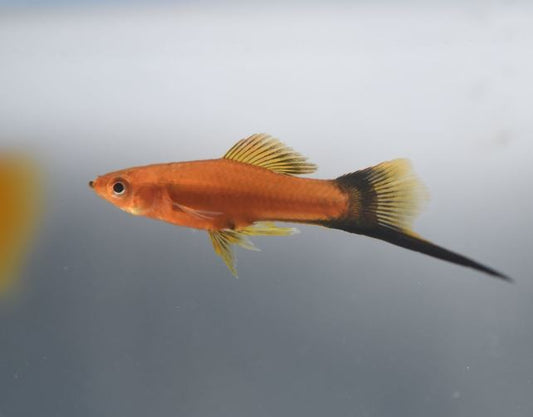 Red Swordtail