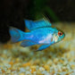 Blue Ram