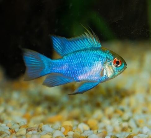 Blue Ram