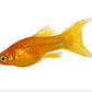 Red Copper Lyretail Molly