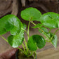 Brazilian Pennywort - Hydrocotyle leucocephala Live Aquarium Plants