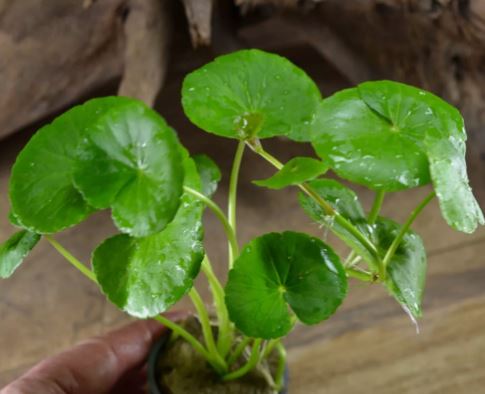 Brazilian Pennywort - Hydrocotyle leucocephala Live Aquarium Plants