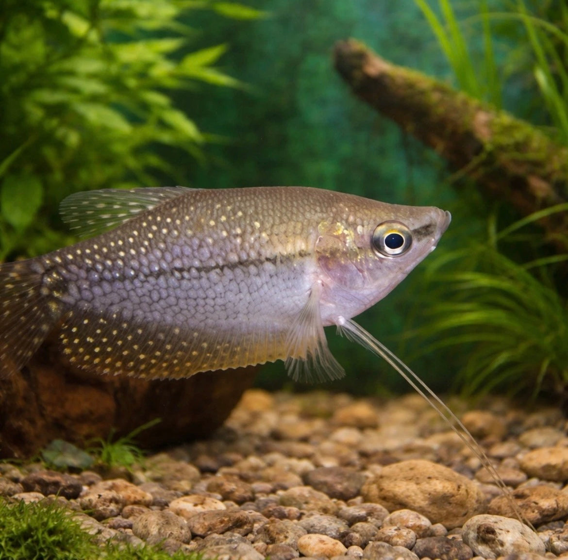 3 Pearl Gourami