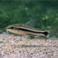 6 Pygmy Cory