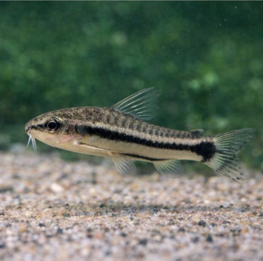 6 Pygmy Cory