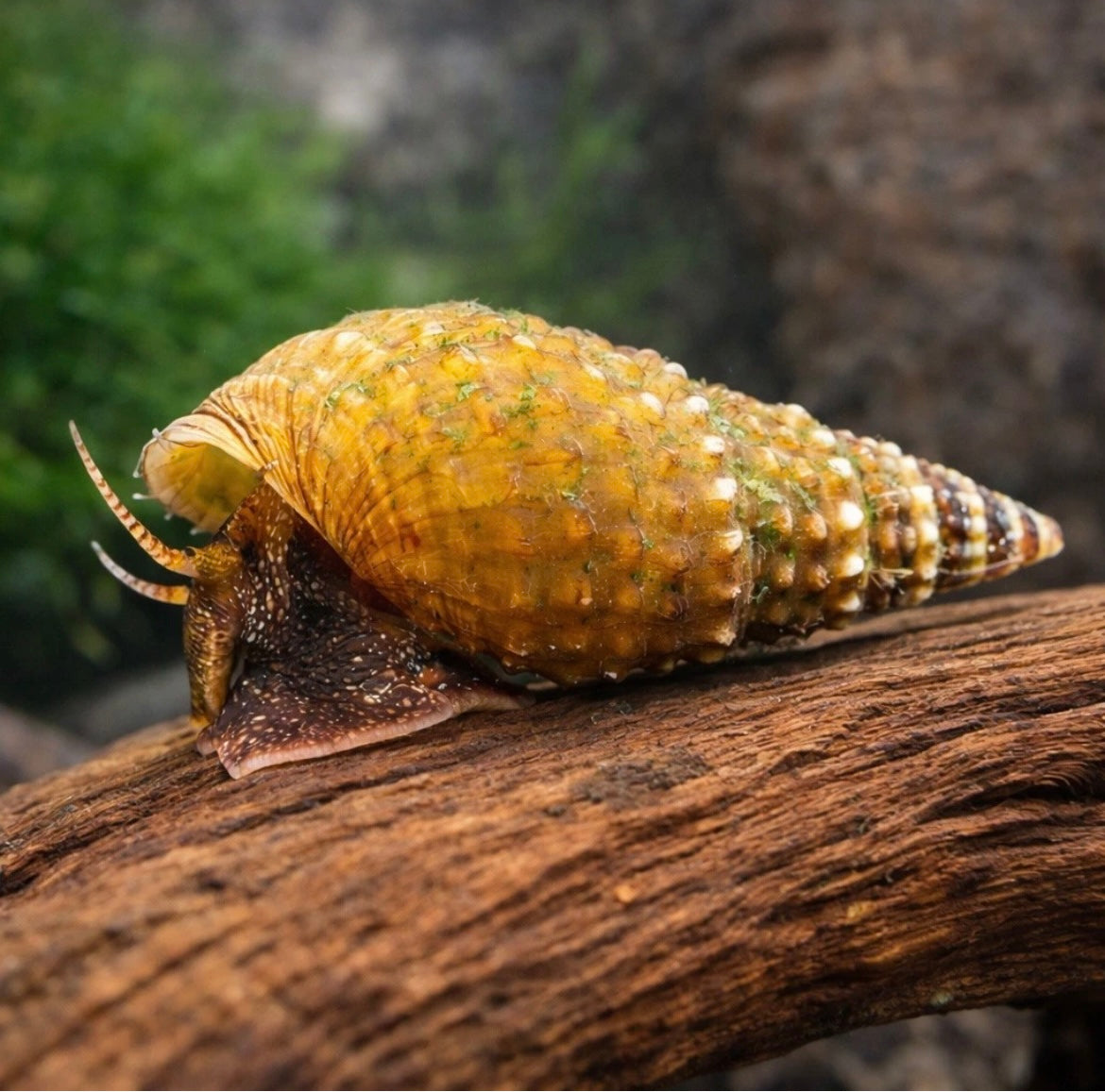 Prambanan Snail