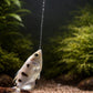 Archer Fish