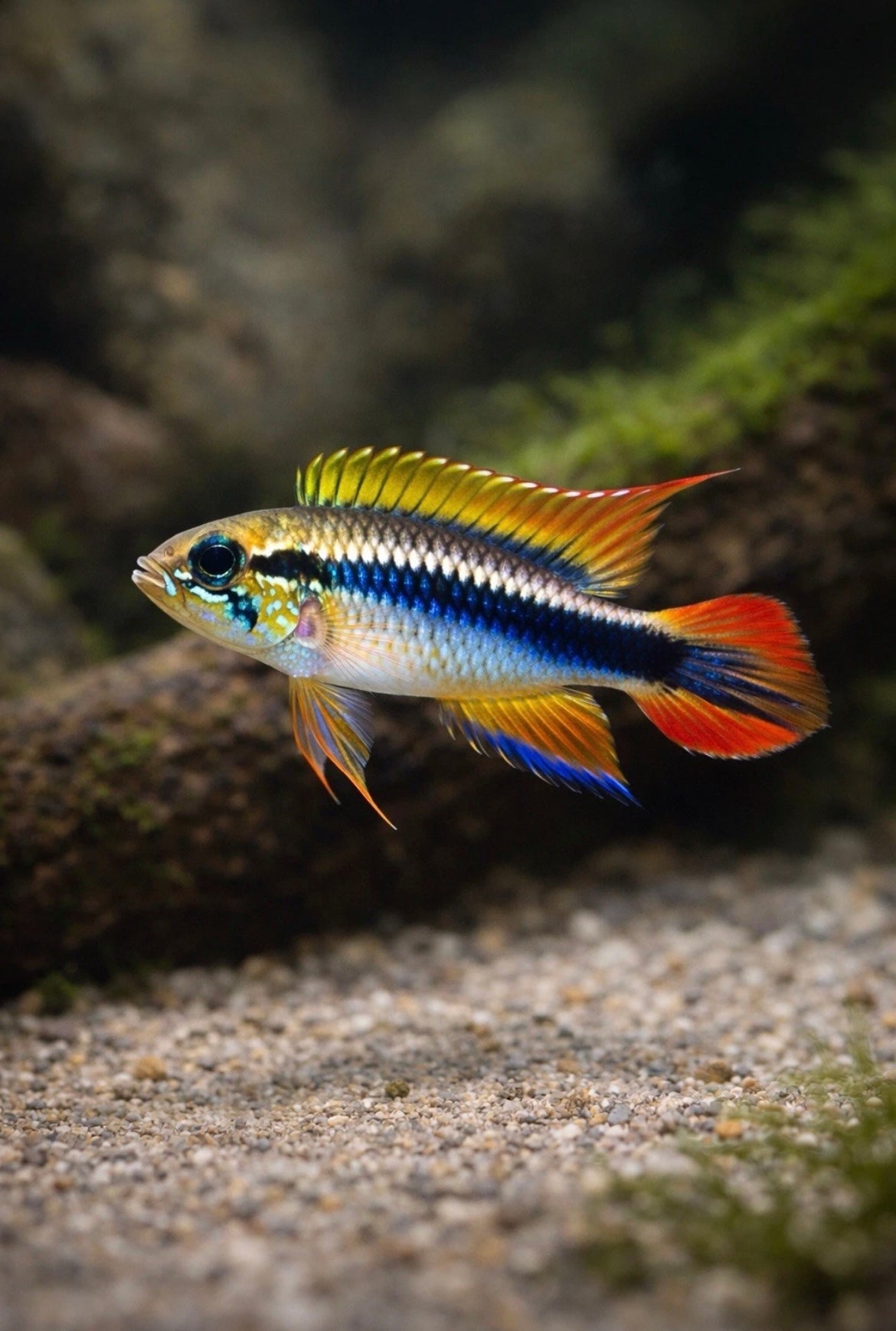 Apistogramma Agassizi Double Red (Pair)