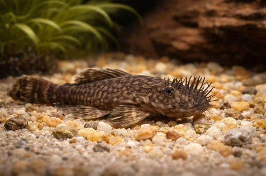 L-144 Bristlenose Pleco (Bristlenose Pleco)