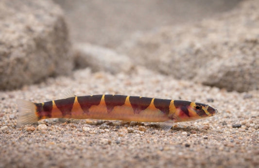 4 Banded Kuhli Loach