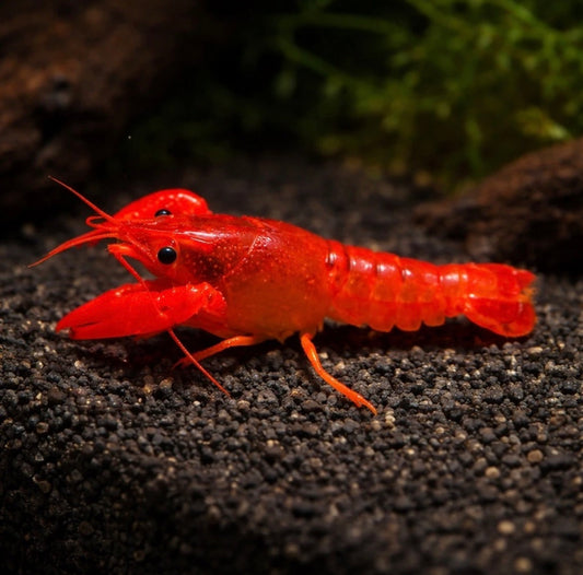 Neon Red Lobster
