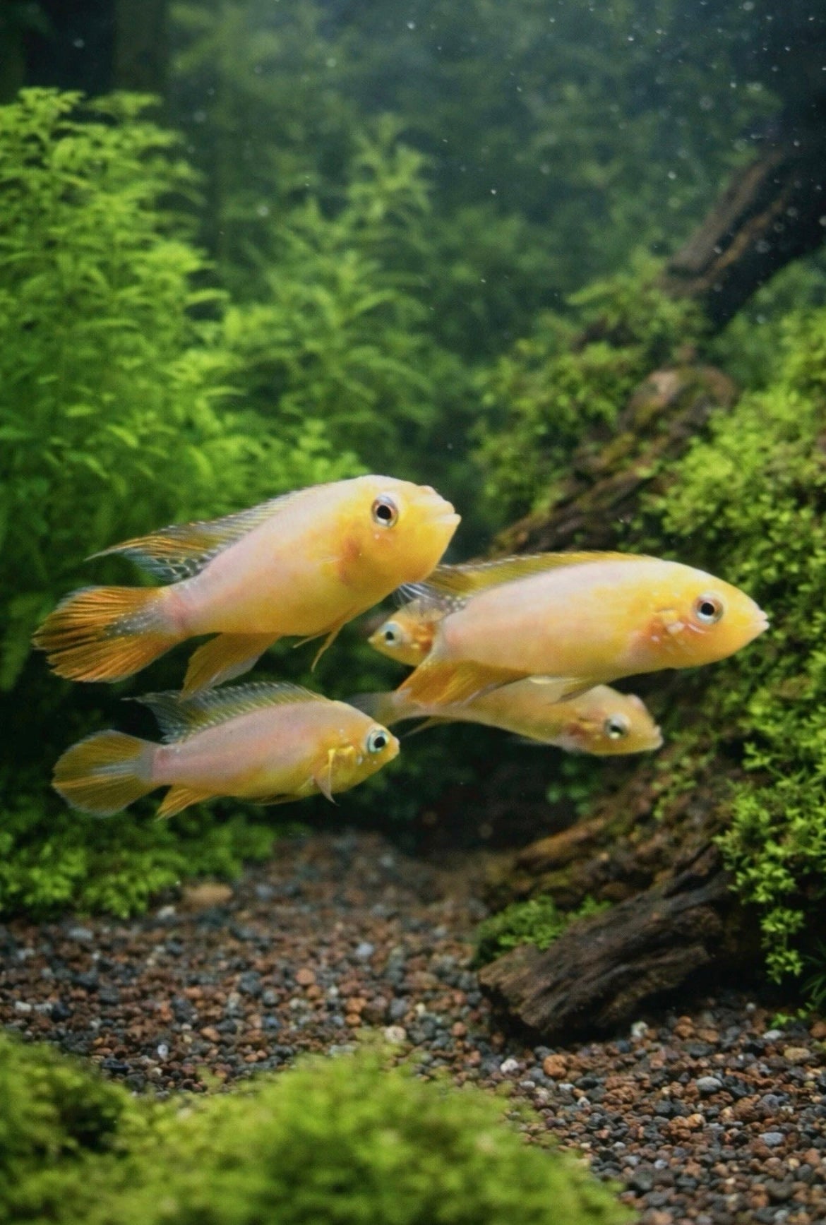 2 Apistogramma Agassizii Fire Red