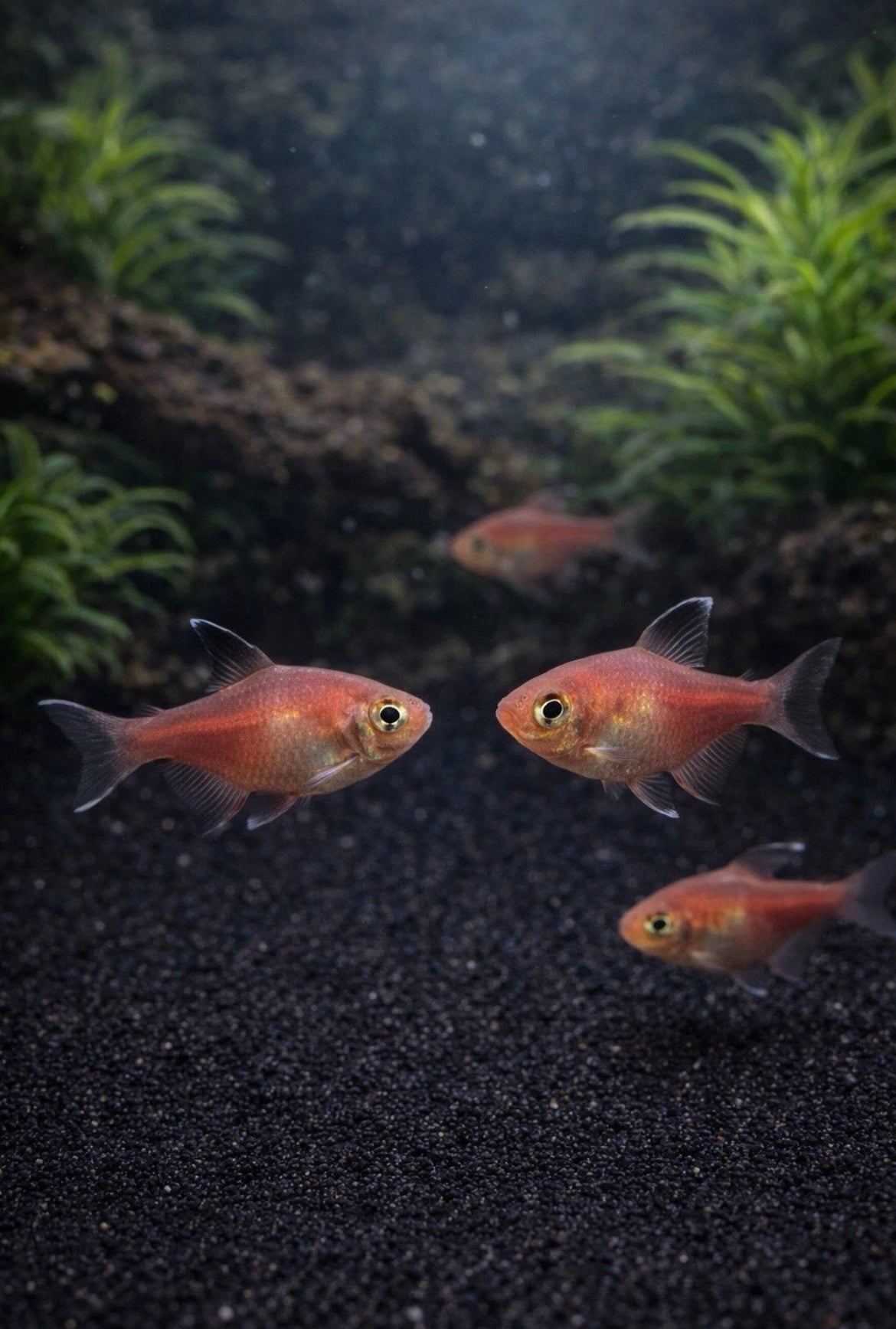 8 Flame Tetra