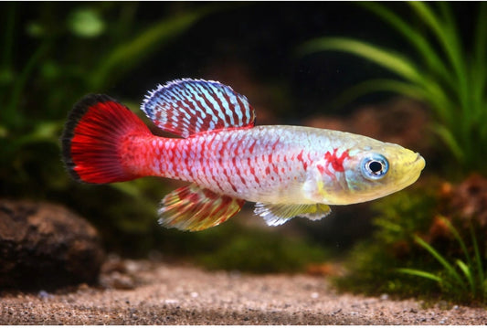 Guentheri Killifish pair