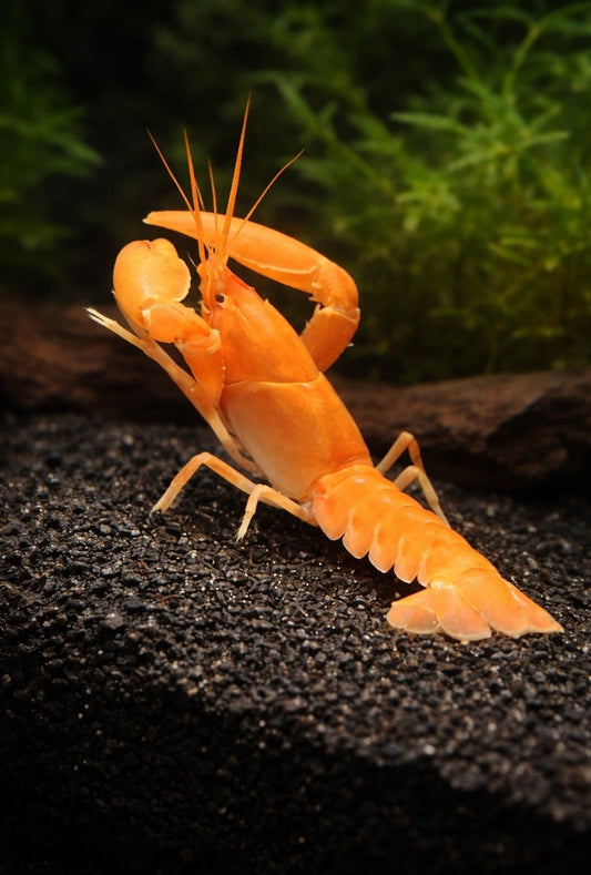 Neon Orange Lobster