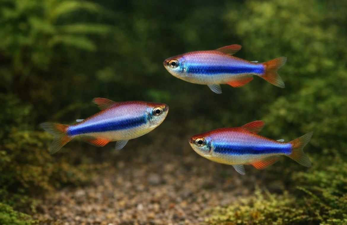 6 Purple Emperor Tetra