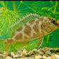 4 Venustus