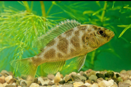 4 Venustus