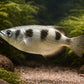 Archer Fish
