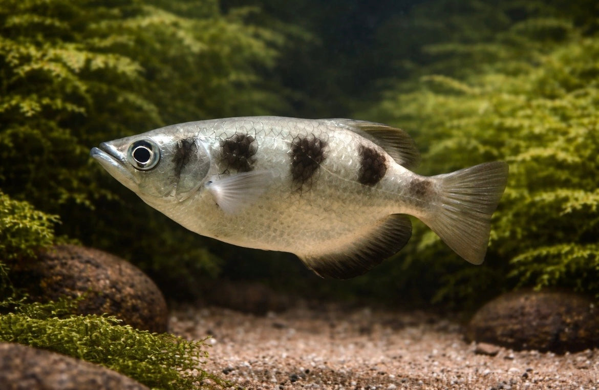 Archer Fish