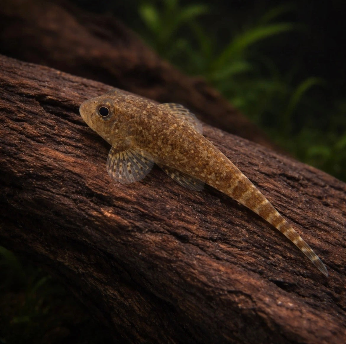 Hillstream Loach