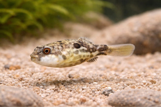 Fahaka Puffer