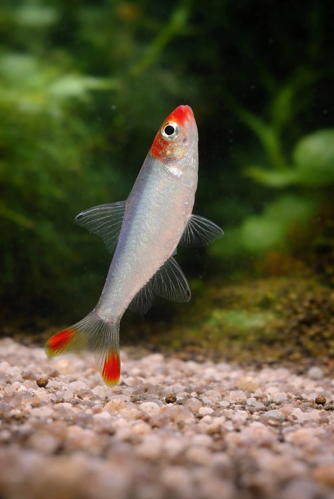 6 Rummynose Rasbora