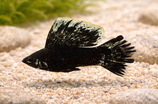 Pair of Dalmatian Sailfin Molly