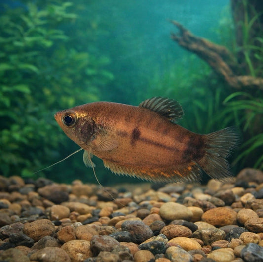 2 Honey Dwarf Gourami
