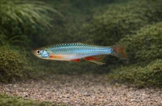 6 Pearl /Turquoise Danio