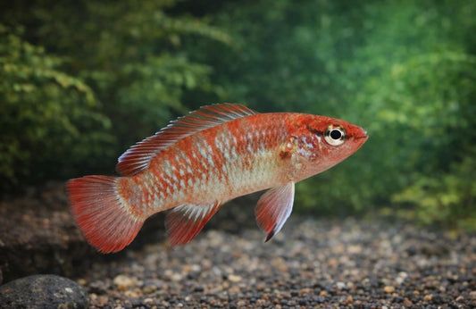 4 Scarlet Badis