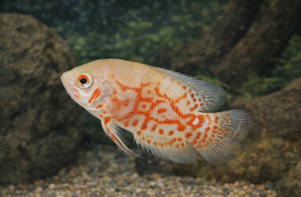 Albino Tiger Oscar 2-3”