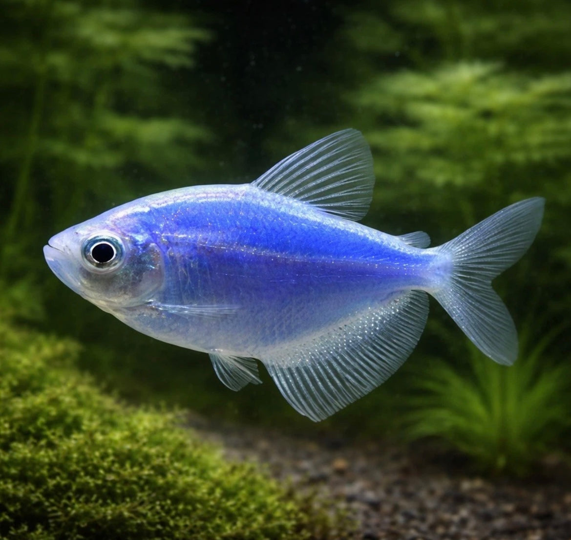 5 Cosmic Blue GloFish Tetra
