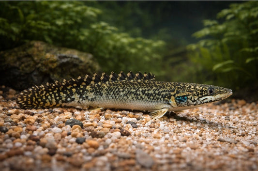Ornate Bichir 3”