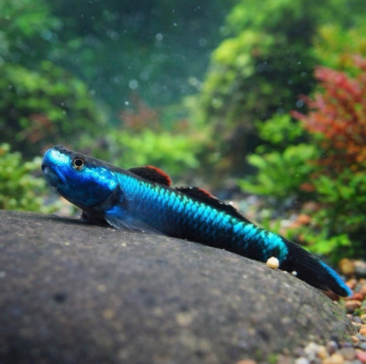 3 Neon Blue Stiphodon Goby