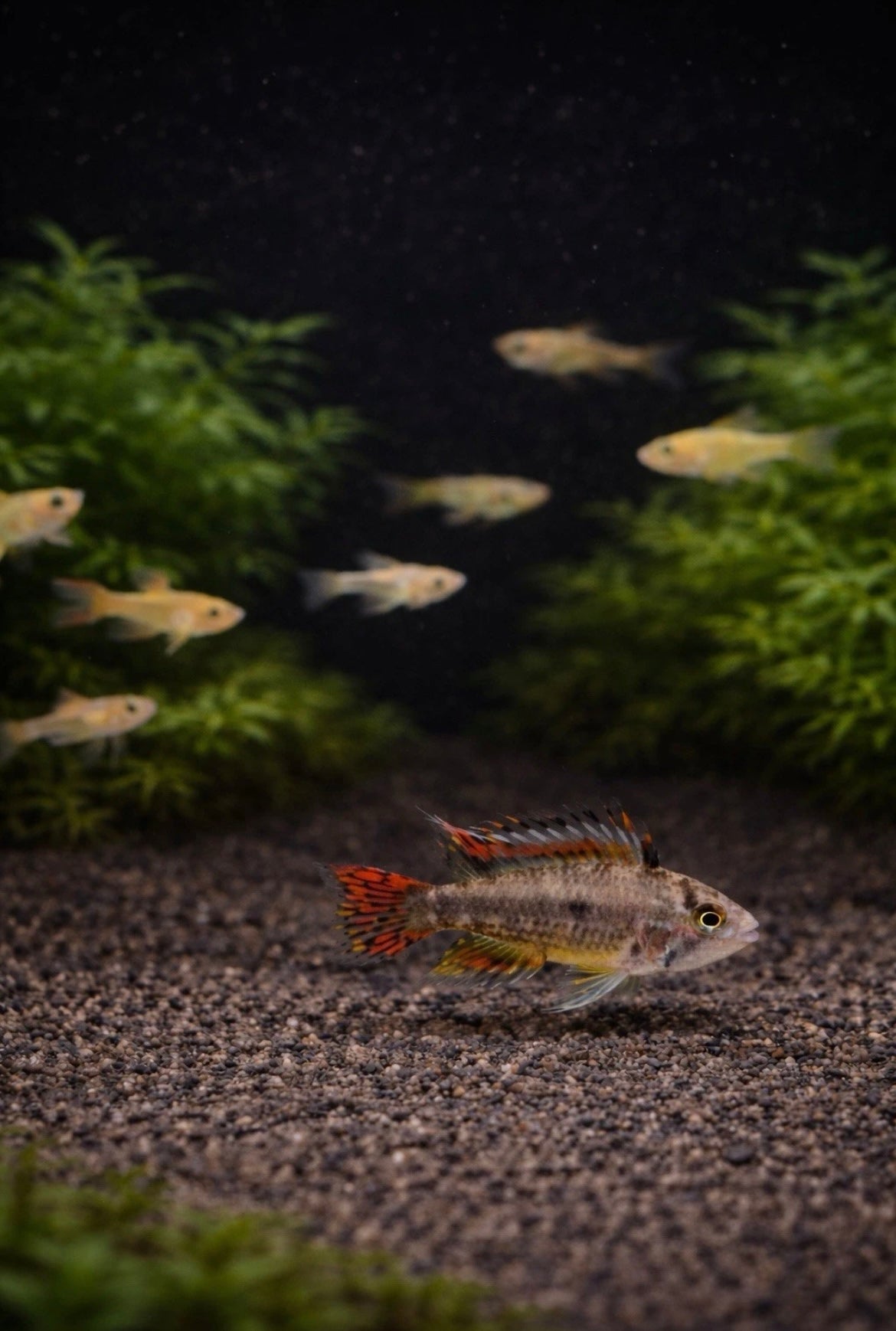 2 Apistogramma Cacatuoides Double Red