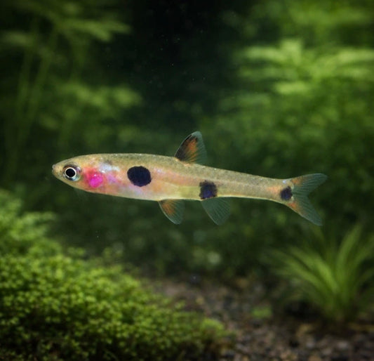 6 Clown Spot Dwarf Rasbora
