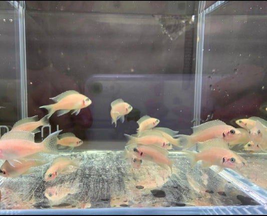 Neolamprologous Brichardi (1.5")