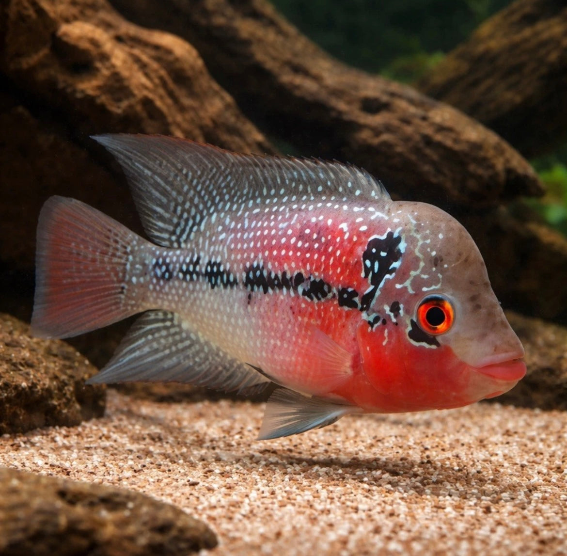 2 Red Dragon Flowerhorn 1.5”