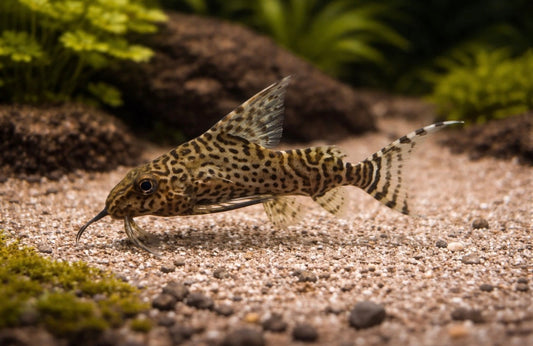 2 Synodontis Eupterus Catfish