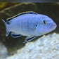 4 Blue Socolofi