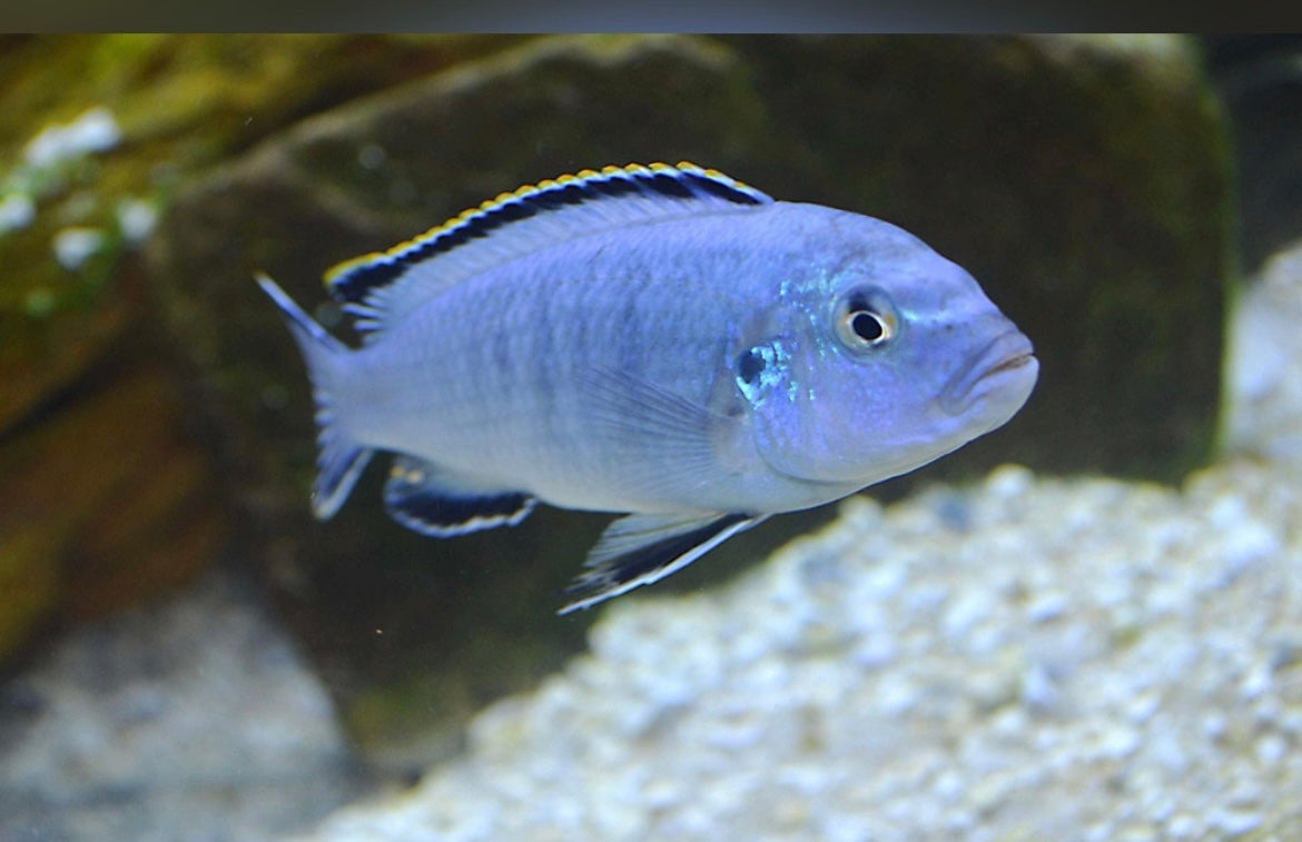 4 Blue Socolofi